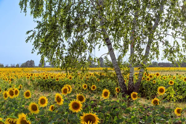 Bir huş ağacının güzel manzarası, mavi gökyüzü ve ayçiçeği tarlası