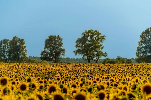 Photo Rural Landscape Poplar Trees Sunflower Field — Foto de Stock