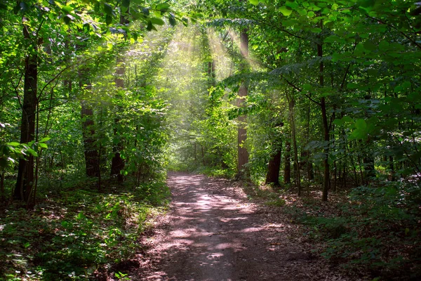 Beautiful Summer Forest Scene Path Sun Rays — Stockfoto