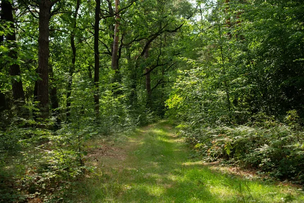 Beautiful Summer Forest Scene Path — Stock Fotó