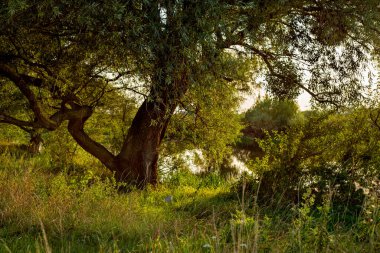 Willow tree by the river landscape