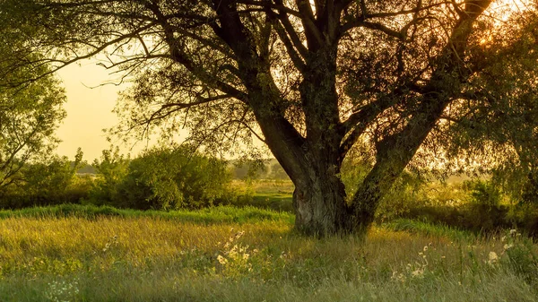 Beautiful tree in the rays of the setting sun
