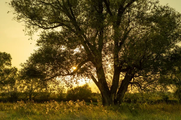 Picturesque Landscape Willow Tree Sunset — 스톡 사진