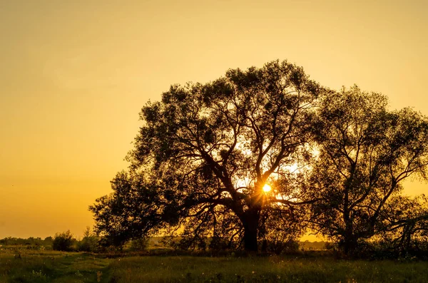 Scenic Sunset Beatiful Tree — 스톡 사진
