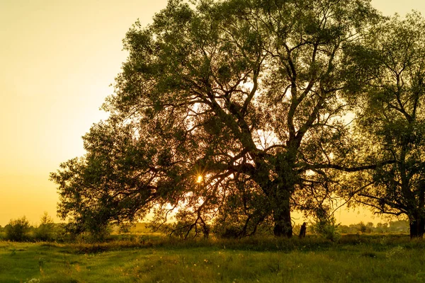 Beatiful Tree Sunset Summer — 스톡 사진