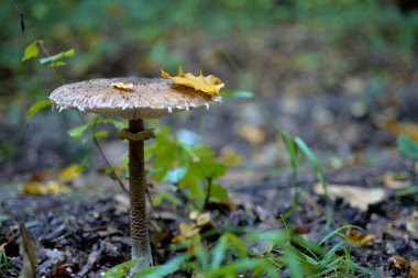 Ormanda ya da bahçede üzerinde sarı yaprak olan mantar mantarı