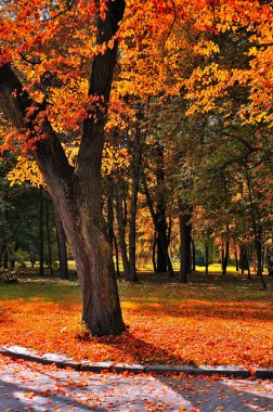 Sonbahar parkında turuncu yapraklı güzel bir ağaç.