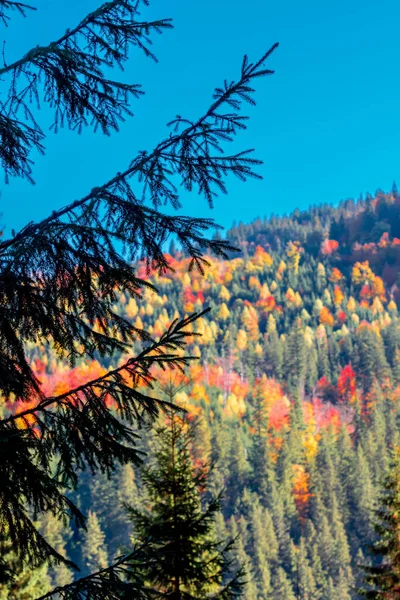 Sonbaharda Karpat Dağları