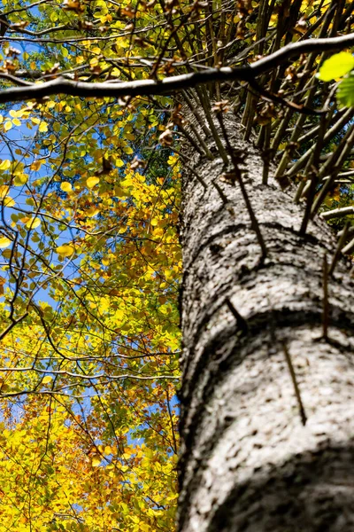 sarı yapraklı desenli ağaç gövdesi