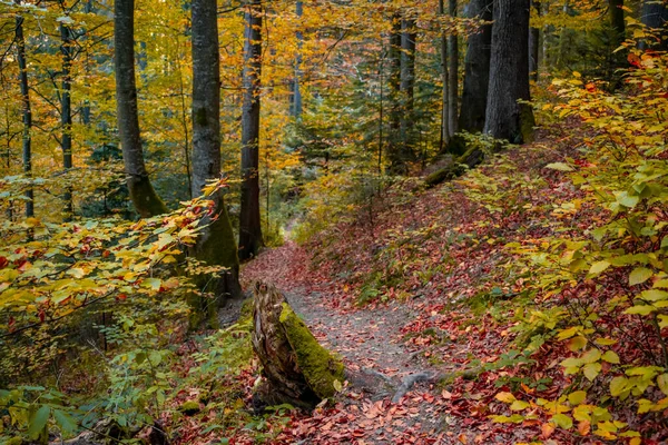 Herbst Bergwald Karpaten Ukraine — Stockfoto