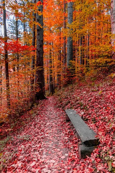 Sonbahar ormanlarında bir bank ile yol (Karpat Dağları, Ukrayna)