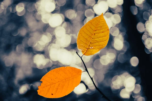 Яркие Оранжевые Листья Ветке Темном Размытом Фоне — стоковое фото