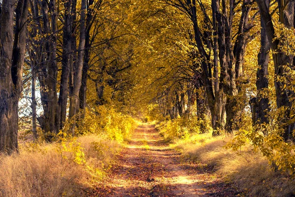 Tunnelallee Der Herbstlichen Waldlandschaft — Stockfoto