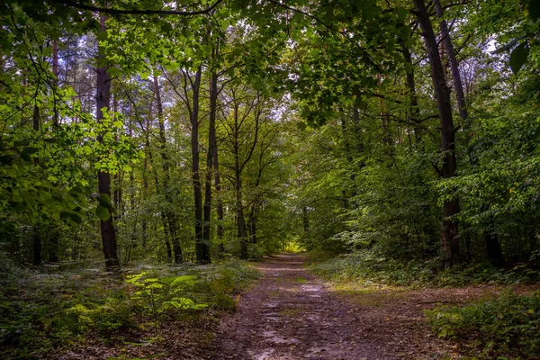 Pfad Der Europäischen Waldlandschaft — Stockfoto