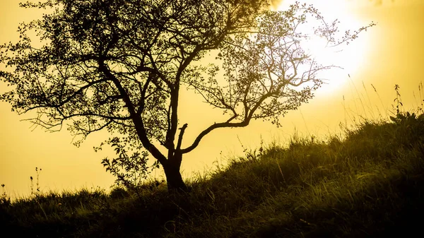 Tepede bir ağaçla gün batımı