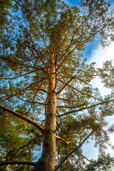 Akşam güneşiyle aydınlanan çam ağacı mavi gökyüzü arka planında