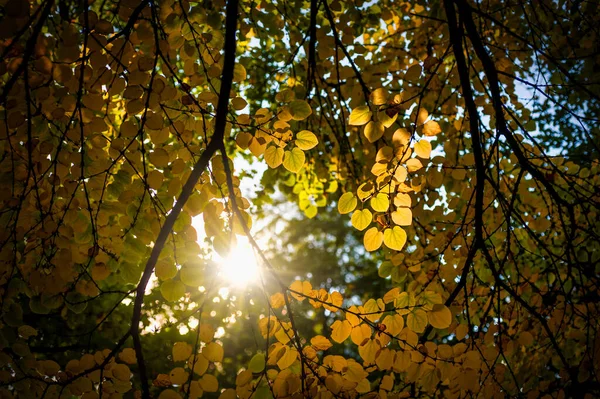 Herfstbomen Met Gele Bladeren Uitzicht Vanaf Onderkant Tegen Zonnestralen — Stockfoto