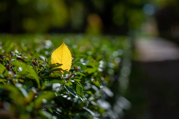 Ekim ayında yeşil çitin üzerinde sarı bir yaprak.