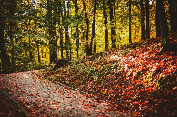 Spazierweg Park Zwischen Hügeln Mit Bäumen Und Rotem Und Orangefarbenem — Stockfoto
