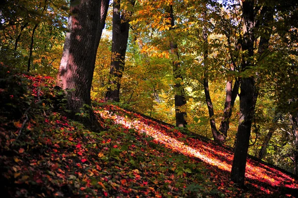 Paisagem Árvores Outono Uma Encosta Coberta Com Folhas Laranja Vermelho — Fotografia de Stock
