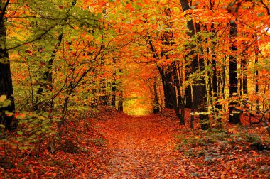 Sonbahar ormanlarında kırmızı, turuncu ve sarı yapraklı bir patikanın güzel manzarası