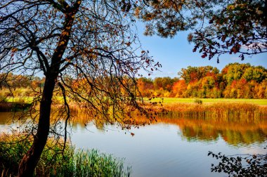Bir gölün sonbahar manzarası. Yakınında bir ağaç ve diğer tarafında bir orman var.