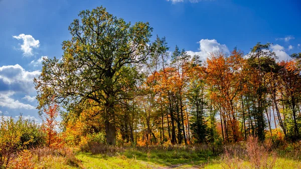 Baumhain Mit Herbstlichen Farben Vor Blauem Himmel Und Weißen Wolken — Stockfoto