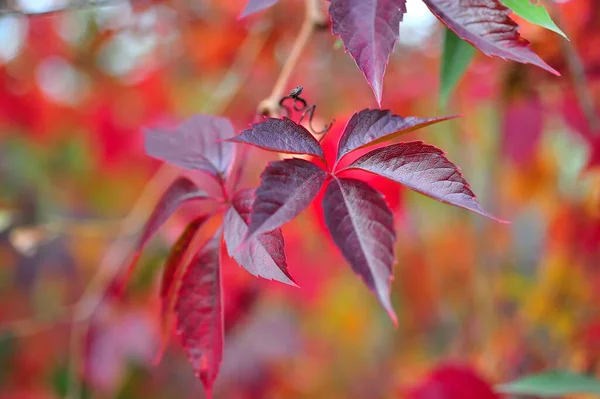 Красные Листья Растения Осенью — стоковое фото