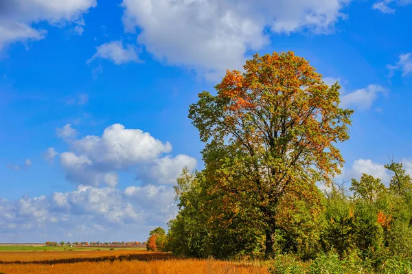 Bellissimo Paesaggio Autunnale Con Una Quercia Che Trasforma Suo Fogliame — Foto Stock