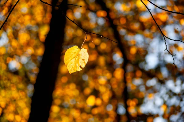 Желтый Лист Ветке Осенней Листвой Заднем Плане — стоковое фото