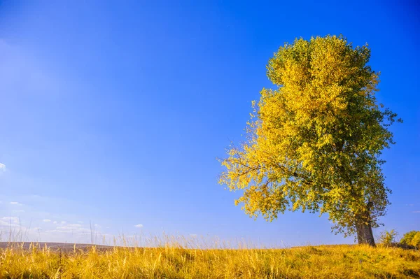 Sarı ağaç tarlada