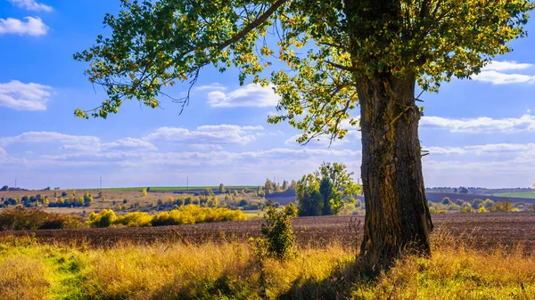 Paisagem Outono Com Uma Árvore Álamo Céu Azul — Fotografia de Stock