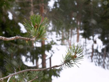 Beyaz kar örtüsünün altında, yeşil çam ağaçlarında dondurucu kar ormanlarında ilex kozalaklı yapraklar.
