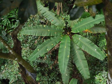 Tayland 'ın derin yağmur ormanlarındaki Yaban Muzu Ağacı manzarası
