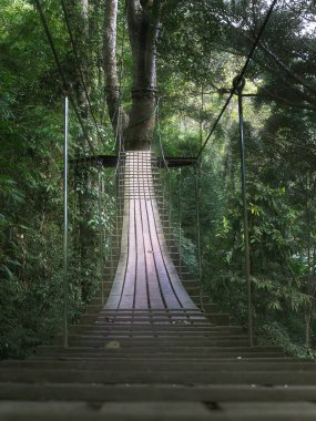 Uçan Gibbons macerası tropik Tayland ormanlarında asılı köprüden geçiyor.