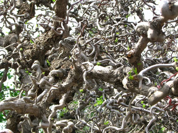 Entrelaçado Torcido Árvores Ramos Raízes Bela Natureza — Fotografia de Stock