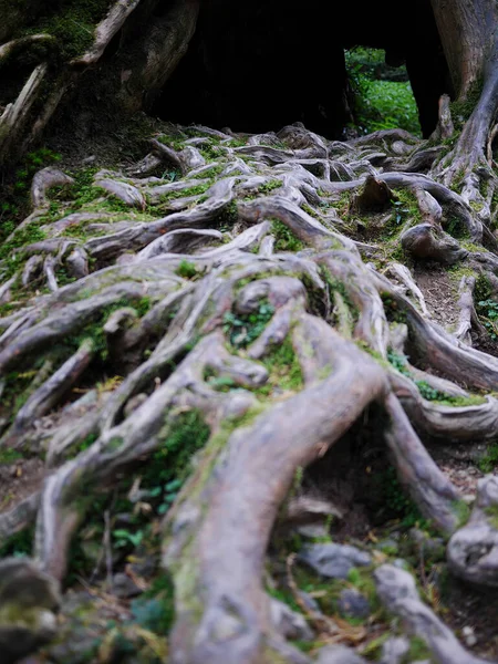 Propletený Kroucený Stromů Větví Kořenů Krásné Přírody — Stock fotografie