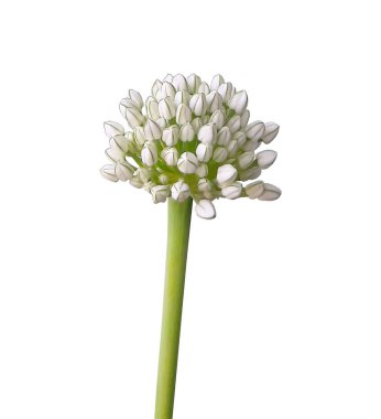 Saydam beyaz arkaplandaki renkli çiçekleri kırpma yolu ile izole et