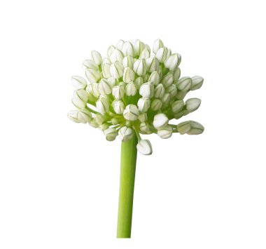 Saydam beyaz arkaplandaki renkli çiçekleri kırpma yolu ile izole et