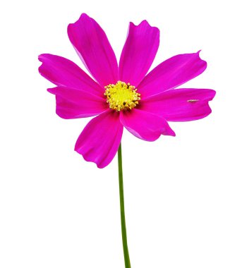 Saydam beyaz arkaplandaki renkli çiçekleri kırpma yolu ile izole et