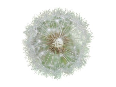 Saydam beyaz arkaplandaki renkli çiçekleri kırpma yolu ile izole et