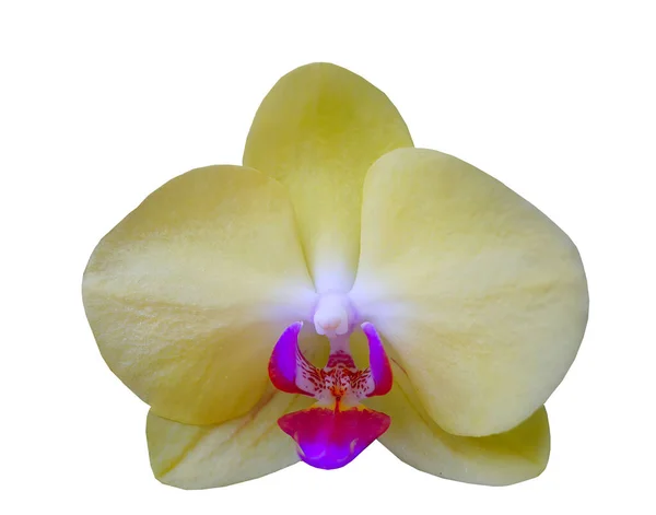 Isolé Découpe Coloré Fleurs Orchidée Meurent Élément Coupé Fond Transparent — Photo