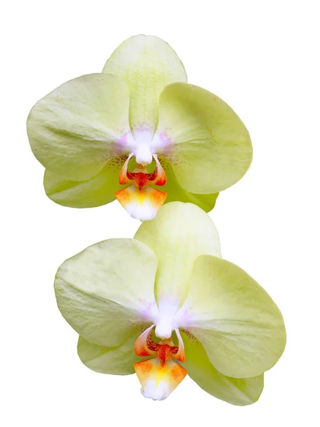 Isolé Découpe Coloré Fleurs Orchidée Meurent Élément Coupé Fond Transparent — Photo