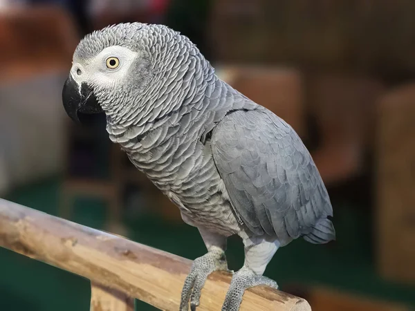 Fechar Único Papagaio Cinzento Africano Bonito Pousando Galho Árvore Fundo — Fotografia de Stock