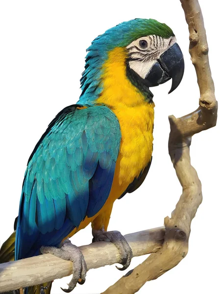 Один Двоколірний Жовто Блакитний Папуга Всмоктується Гілці Дерева Білий Фон — стокове фото