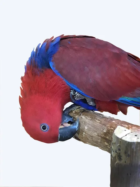Único Papagaio Cor Vermelha Azul Dois Tons Empoleirado Galho Árvore — Fotografia de Stock