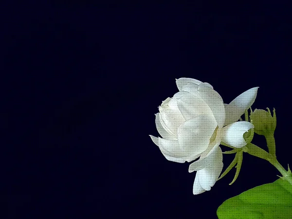 Close up of White jasmine, Jasminum sambac or Arabian jasmine, Grand Duke of Tuscany, mosaic effect, illustrator art