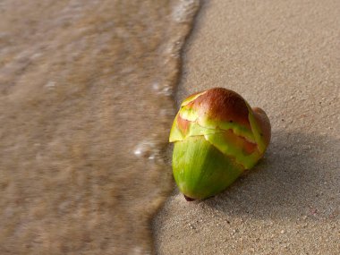 Close up top view of Young green palm fruit on the sand beach, rushed by sea wave. Stop Motion, Blurry, For background with copy space, Selective Focus