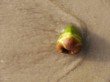Close up top view of Young green palm fruit on the sand beach, rushed by sea wave. Stop Motion, Blurry, For background with copy space.