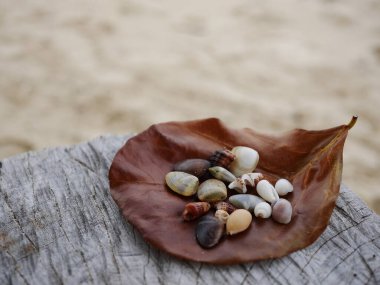 A brown dry leave with assortment of small seashells on a stump, blurry sand beach background